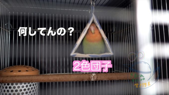 インコの寝言 きまぐれキャンプと生き物係