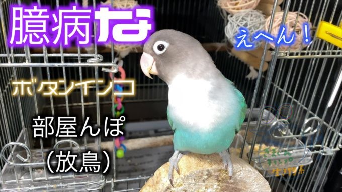 ボタンインコのボンボンボタン、臆病な子の部屋んぽ（放鳥） lovebird